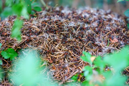 Ant population ant hill build