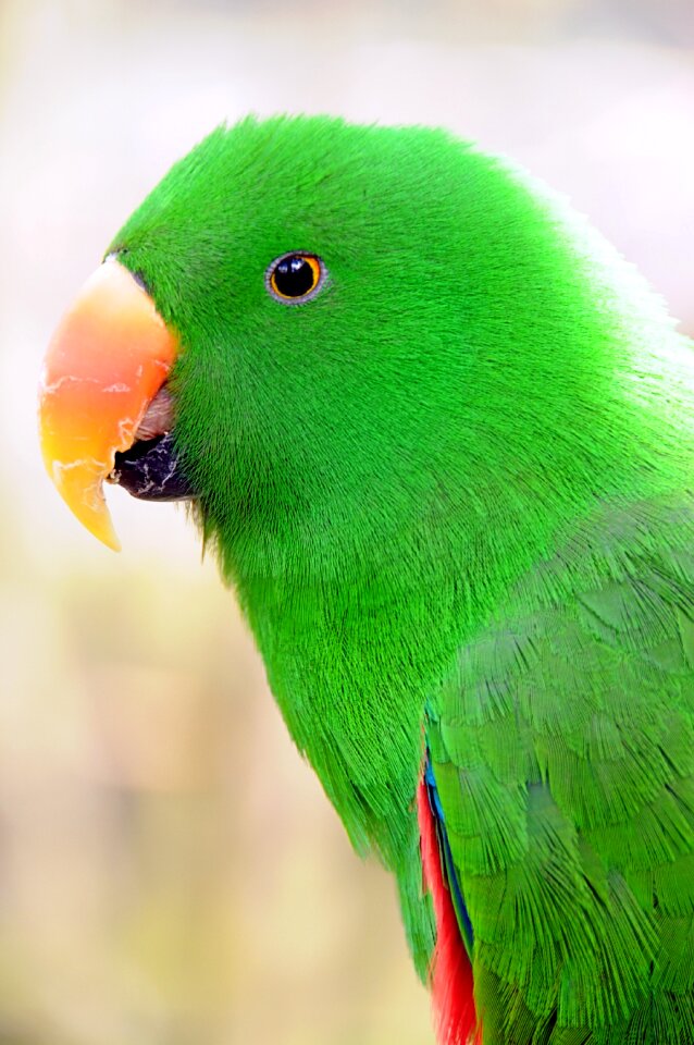 Plumage green colorful