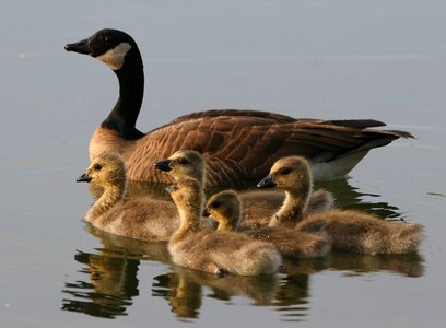 Geese wildlife lake