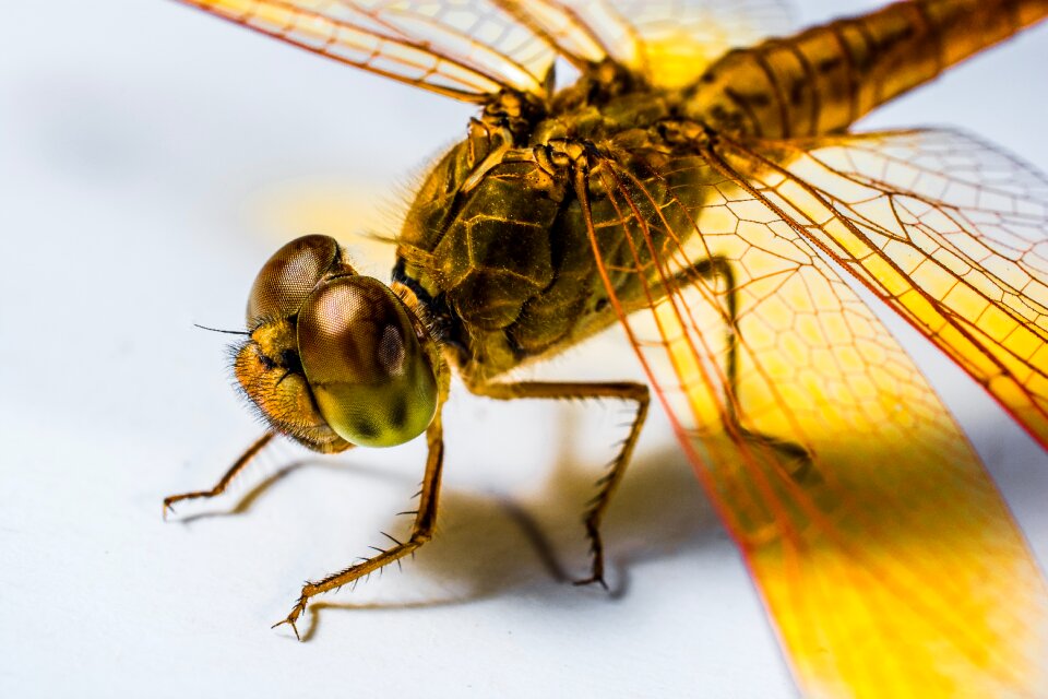 Close up chitin wing