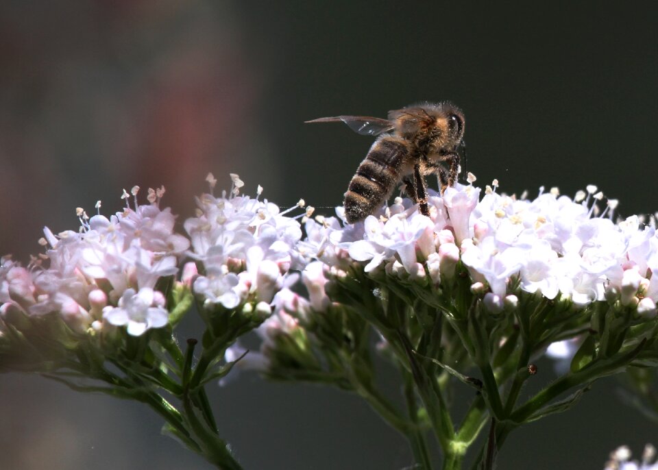 Honey animals beehive
