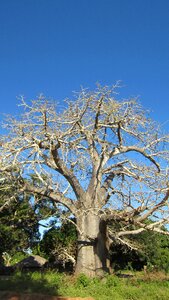 Flying africa blue sky