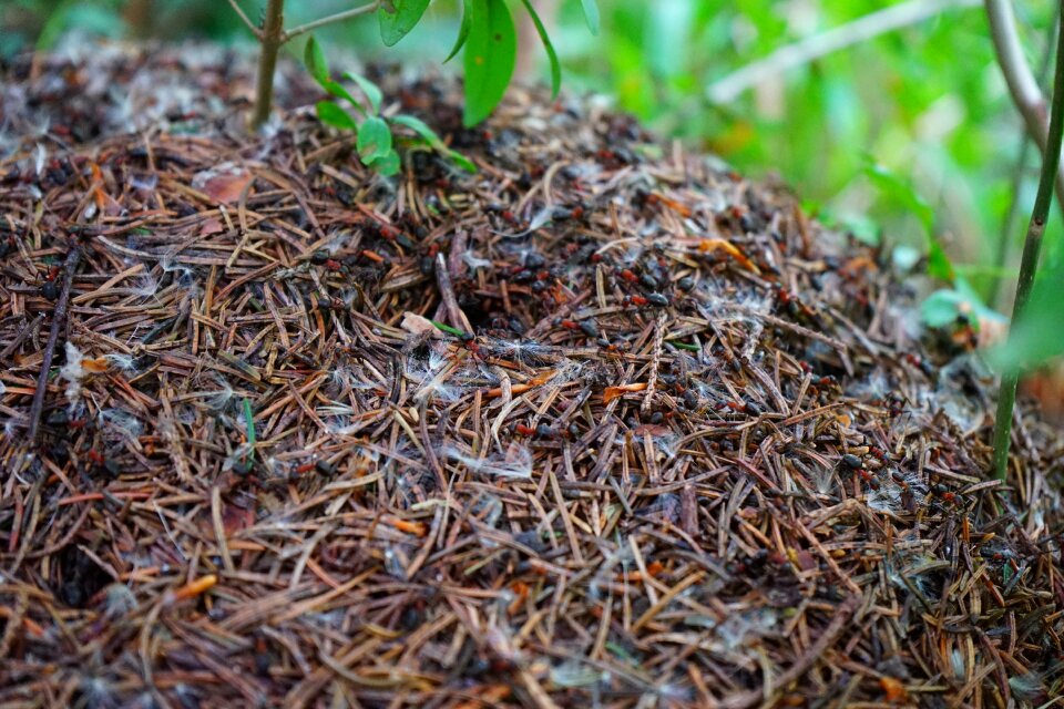 Ant ant population ant hill