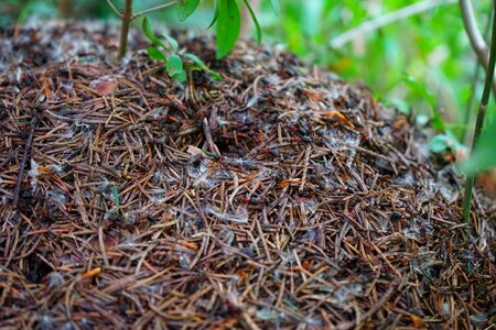Ant ant population ant hill