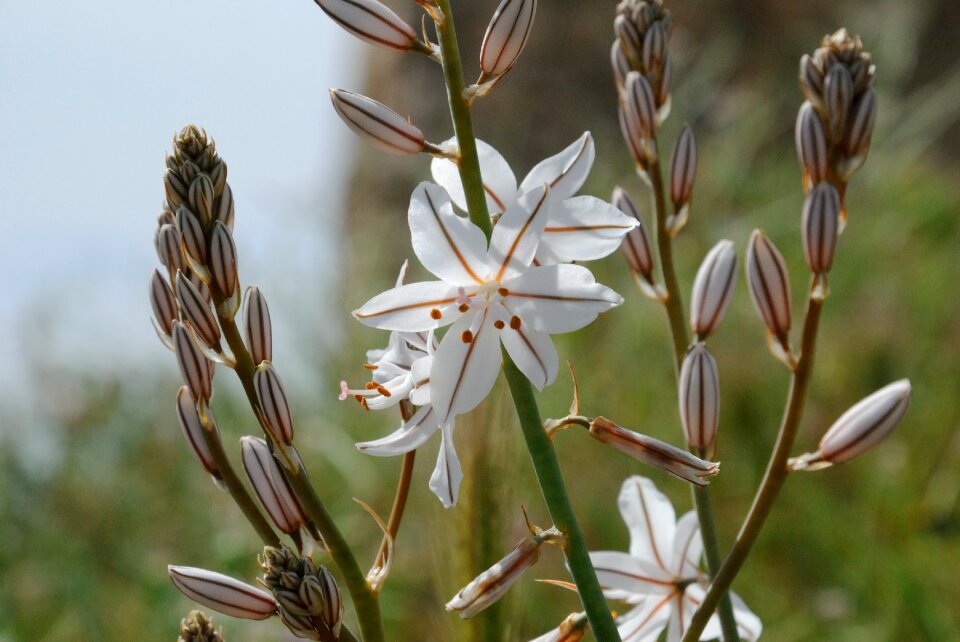 Detail flower nature