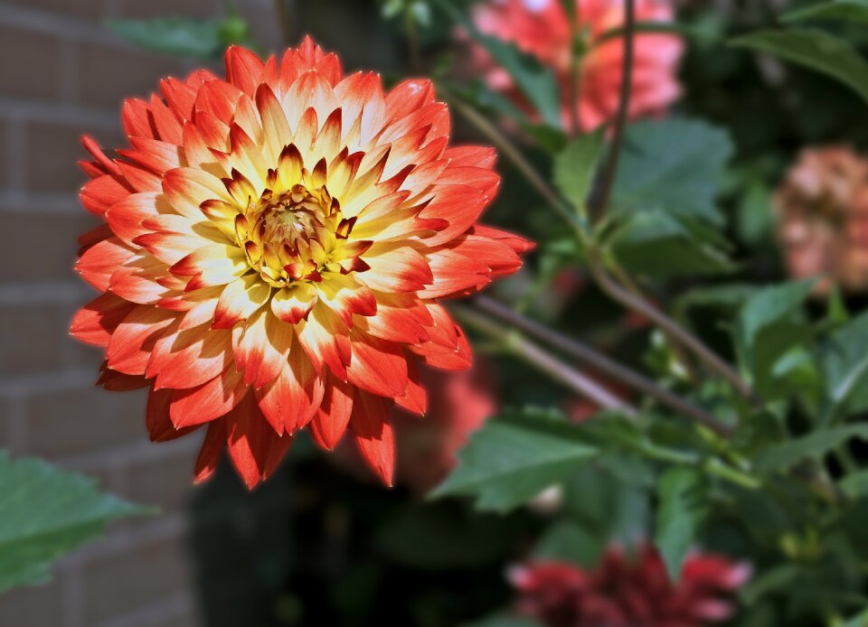 Flower flora flower summer