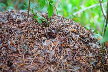 Ant ant population ant hill photo