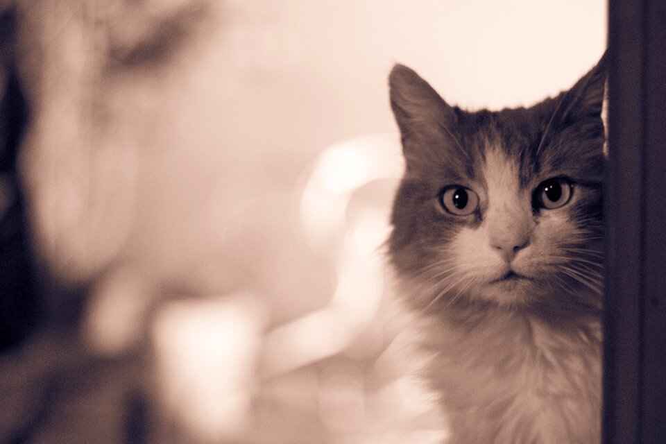 Feline pet cats