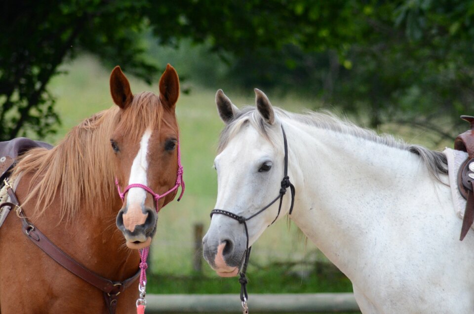 Chestnut grey animals