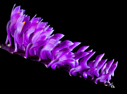 Bloom flower purple