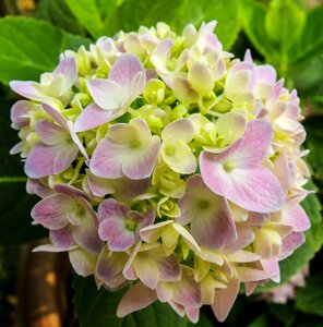 Bloom flower violet green