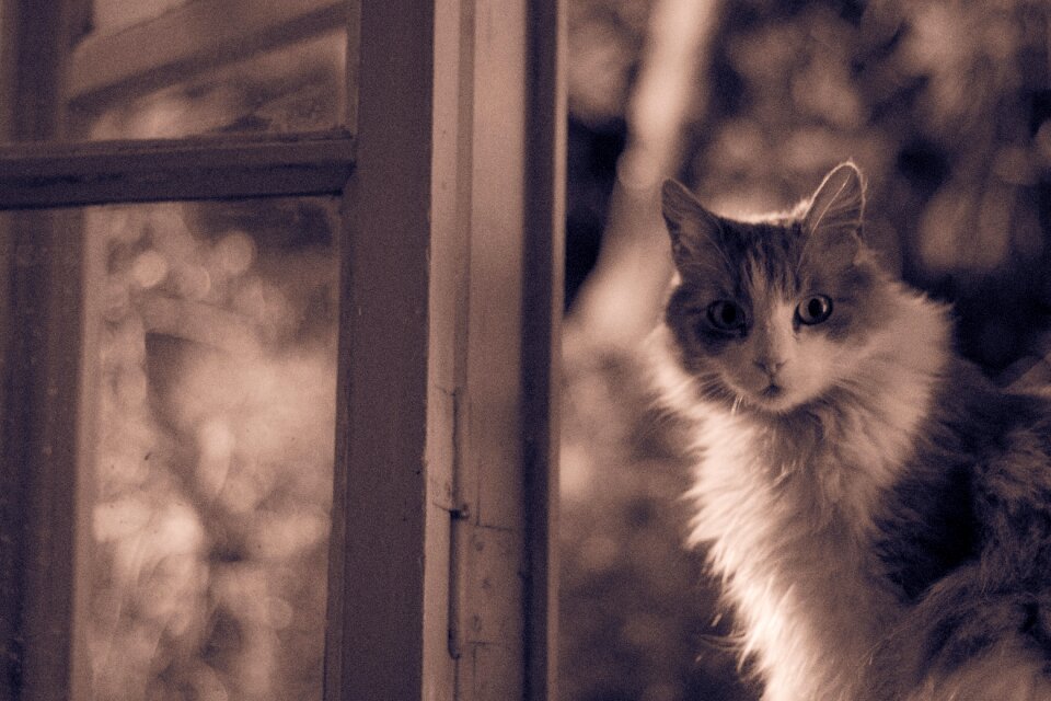 Feline pet cats