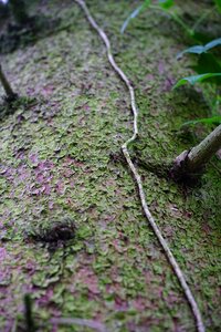 Tree bark fouling liane