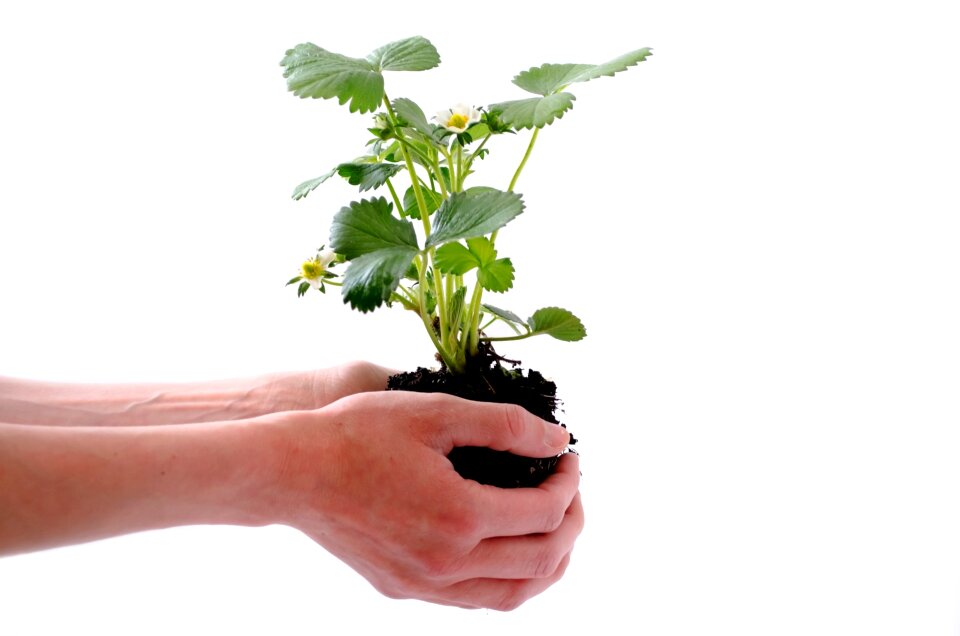 Strawberry soil bud