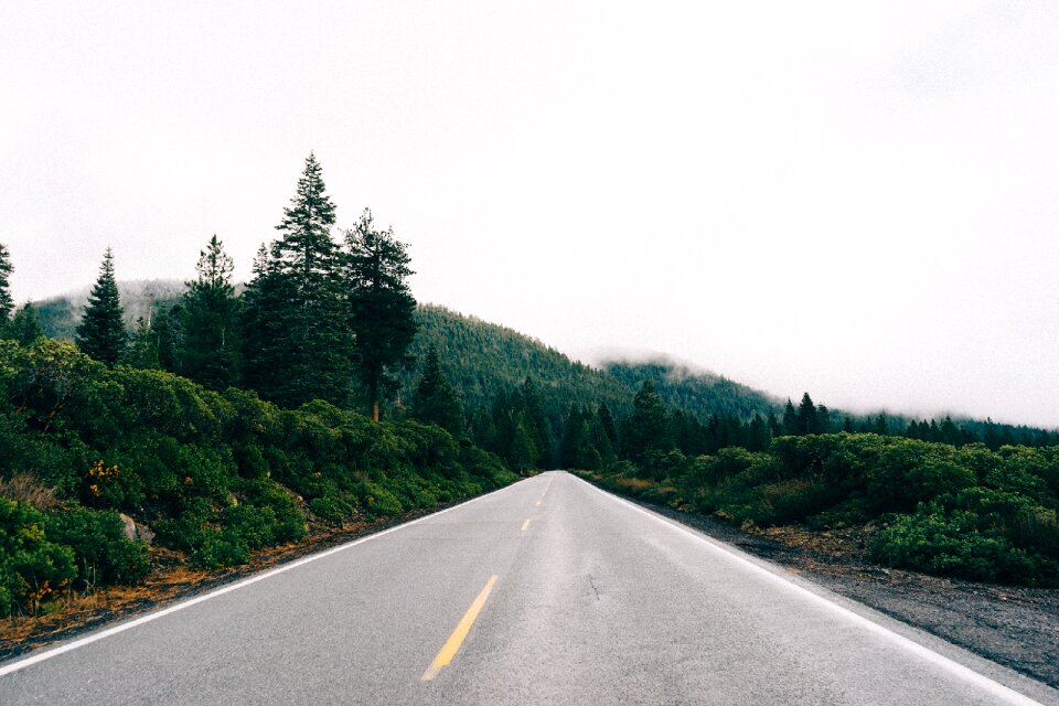 Future forest nature