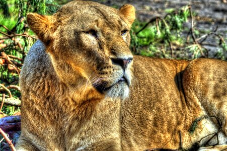 Wildcat animals zoo