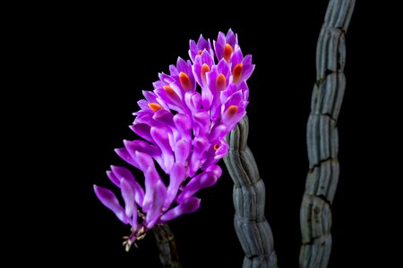 Bloom flower purple photo