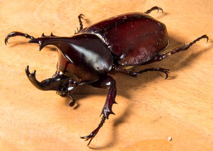 Tropical beetles rhinoceros beetle riesenkaefer