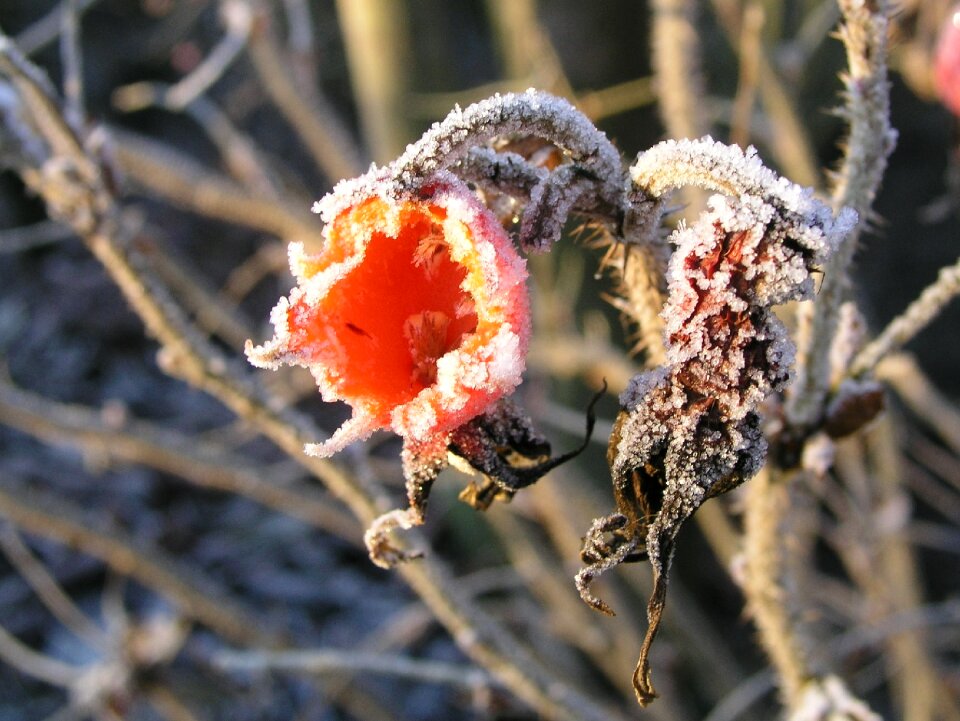 Winter nature fruit