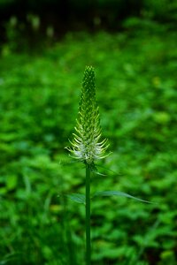 Bloom white devil's claw photo