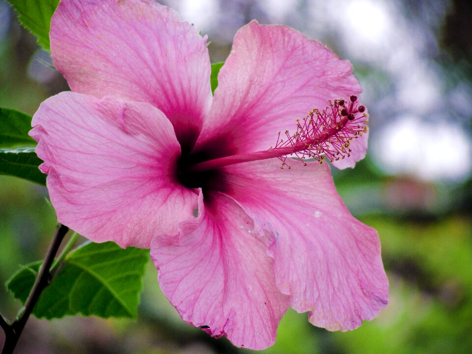 Blossom bloom petal