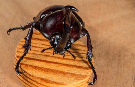 Tropical beetles rhinoceros beetle riesenkaefer