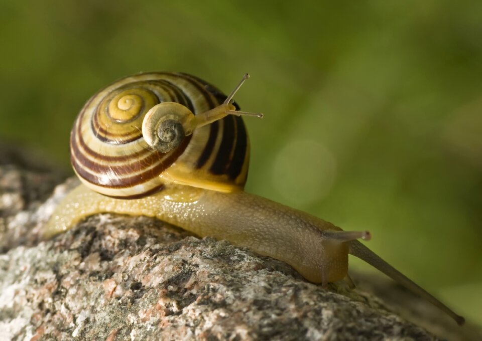 Duo two piggyback