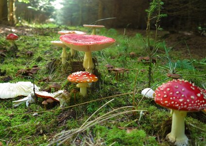 Poisonous nature fungus photo