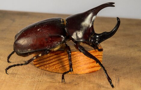 Tropical beetles rhinoceros beetle riesenkaefer