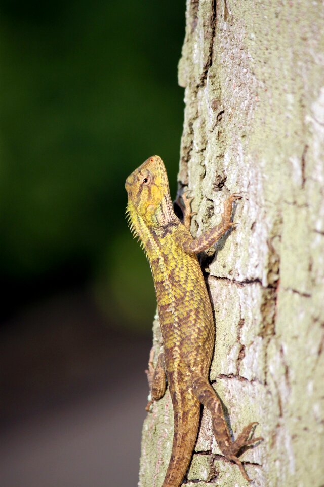 Bark climbing reptiles