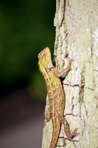 Bark climbing reptiles