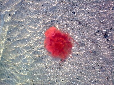 Feuerqualle sea water beach jellyfish photo