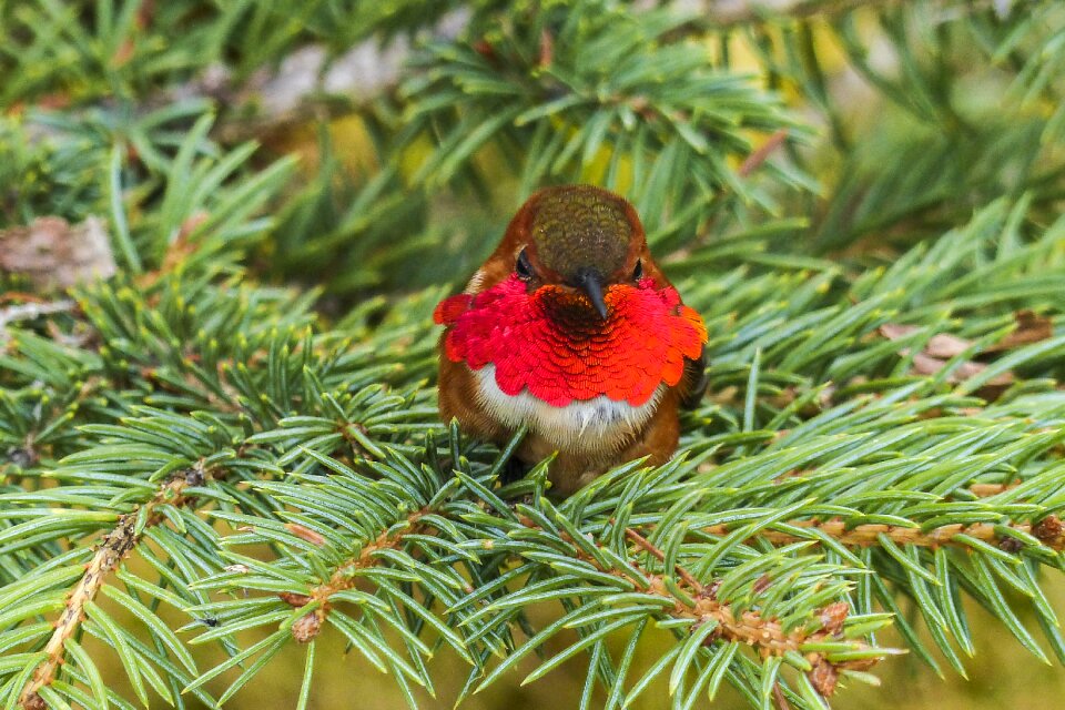 Selasphorus sasin male feathered