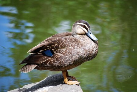 Wildfowl fowl perched