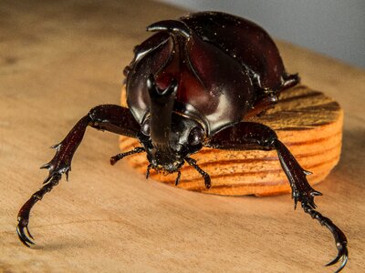 Tropical beetles rhinoceros beetle riesenkaefer
