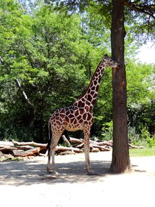Wild mammal fauna
