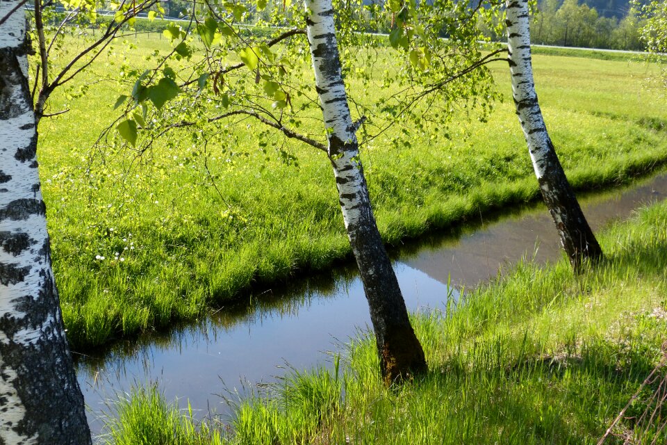 Bach moat mirroring