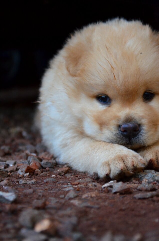 Pet dog canine