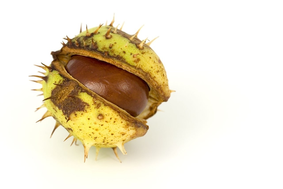 Autumn fall conker