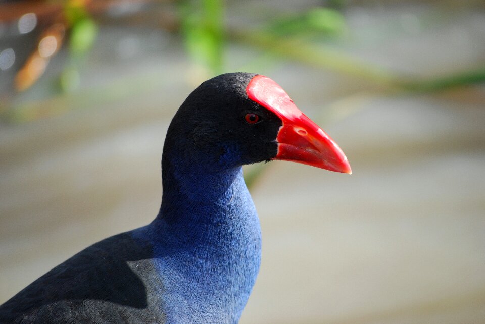 Bird porphyrio gallinule