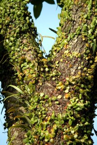 Natural branch environment