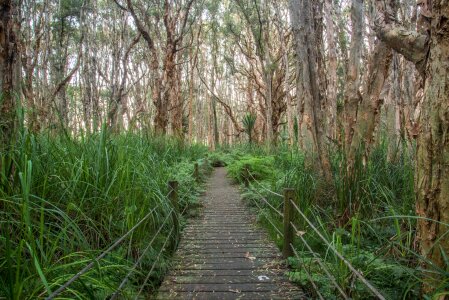 Centennial park melaleuca trees sydney photo