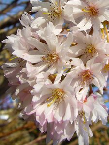 Flowers floral petal