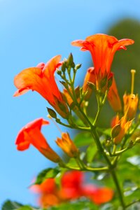 Bright daisy floral photo