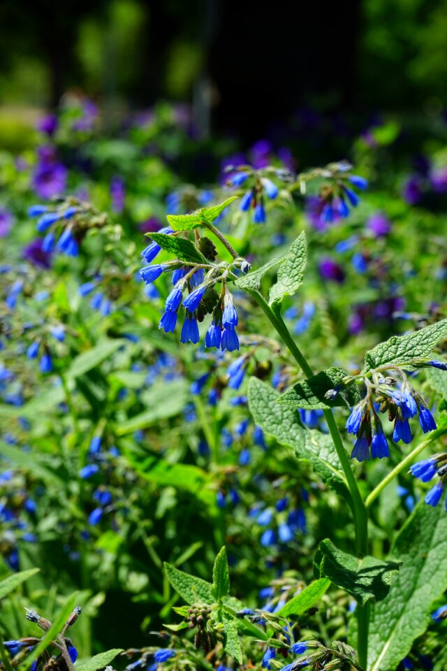 Rough comfrey flower symphytum asperum