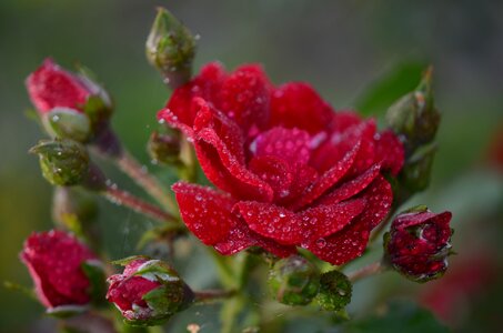 Plant nature flora