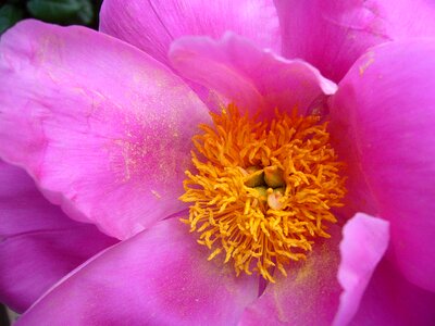 Pink blossom summer