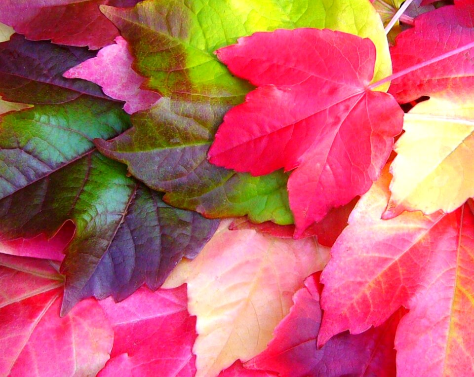 Autumn colorful leaves