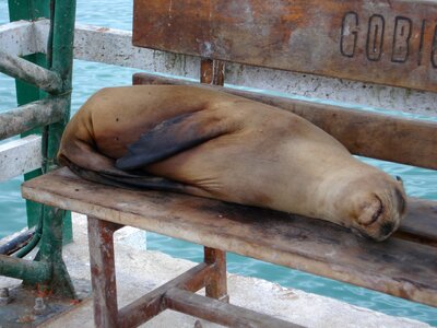 Water sleeping sea lion photo