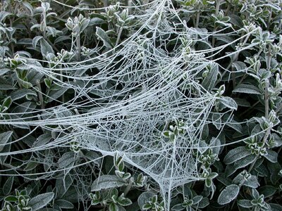 Web cobweb frost